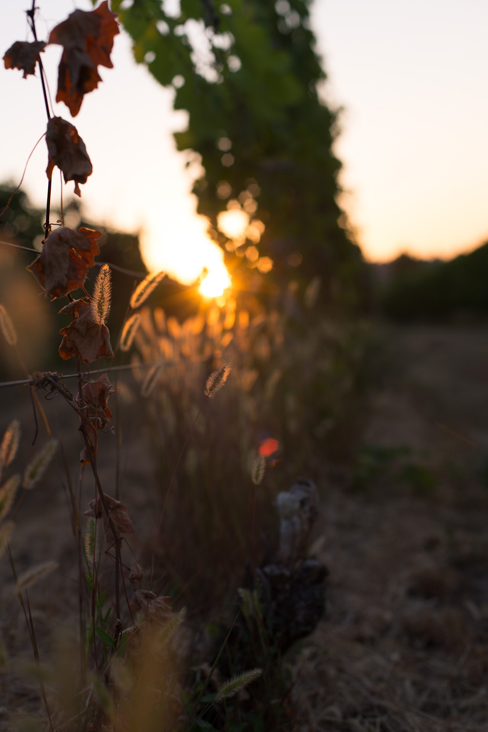 Weinberg-Diagonale im Morgendunst